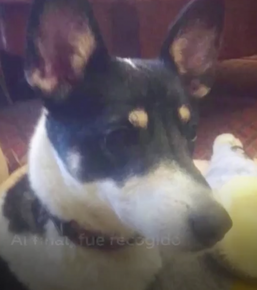 Dejan a su perro en medio de la carretera (VIDEO)