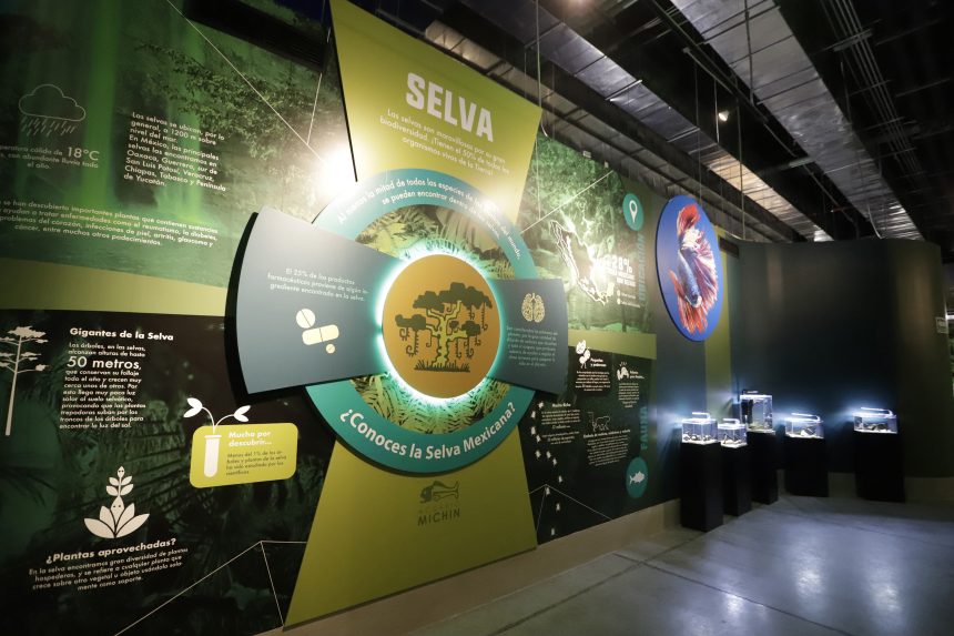 (VIDEO) Anuncia Acuario Michin alianza con Banco de Tapitas