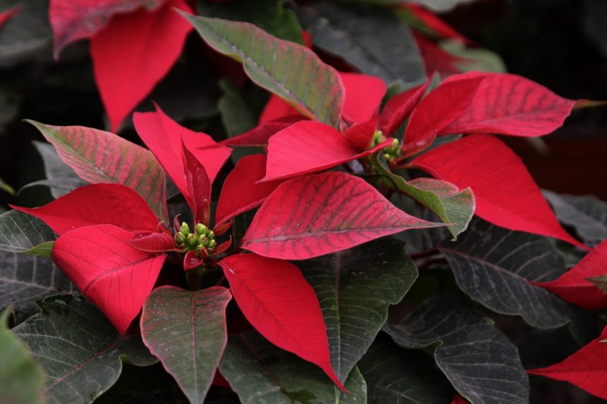 (FOTOS Y VIDEO) Venta de Flor de Nochebuena en los Viveros de Atlixco.