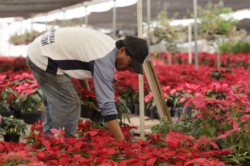 atlixco flor de nochebuena 447281