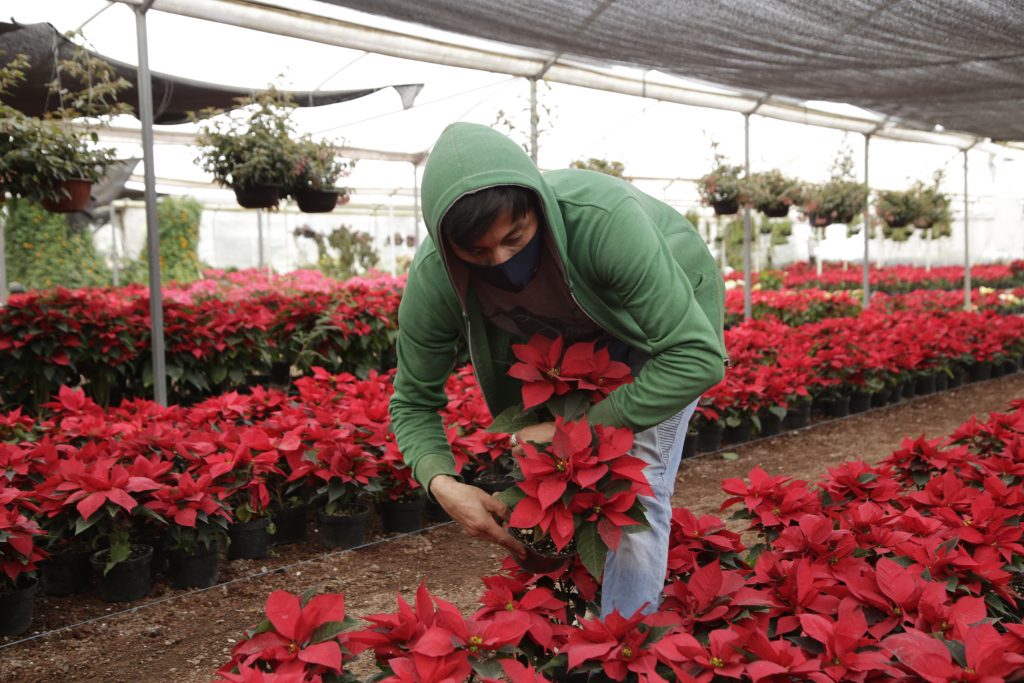 atlixco flor de nochebuena 447284