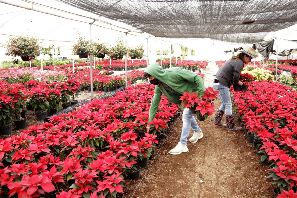 atlixco flor de nochebuena 447286