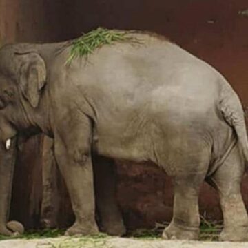 El elefante más triste del mundo, ¡ya es libre!