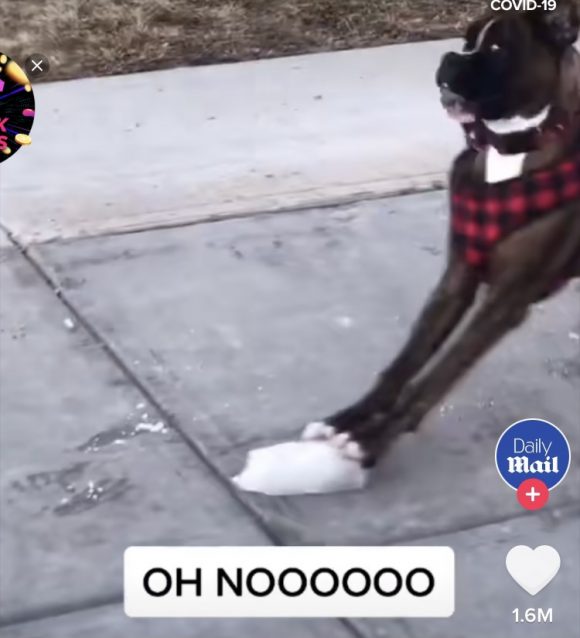 Perro viral VIDEO
