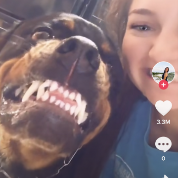 A este perro no le gustan los videos selfies VIDEO