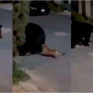 Perrito chihuahua encara a oso que merodeaba por su casa en Monterrey