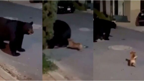 Perrito chihuahua encara a oso que merodeaba por su casa en Monterrey