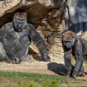 Dan positivo a Covid-19 dos gorilas en zoológico de San Diego