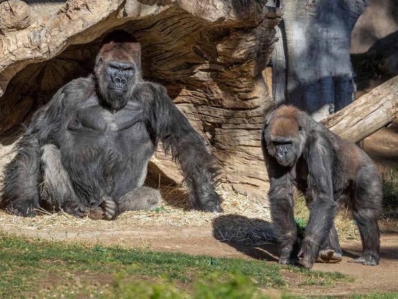 Dan positivo a Covid-19 dos gorilas en zoológico de San Diego