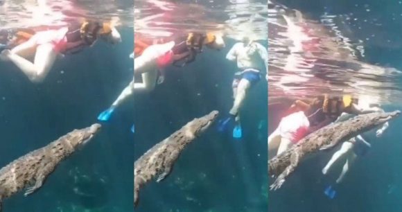 Turistas nadan entre cocodrilos en Tulum