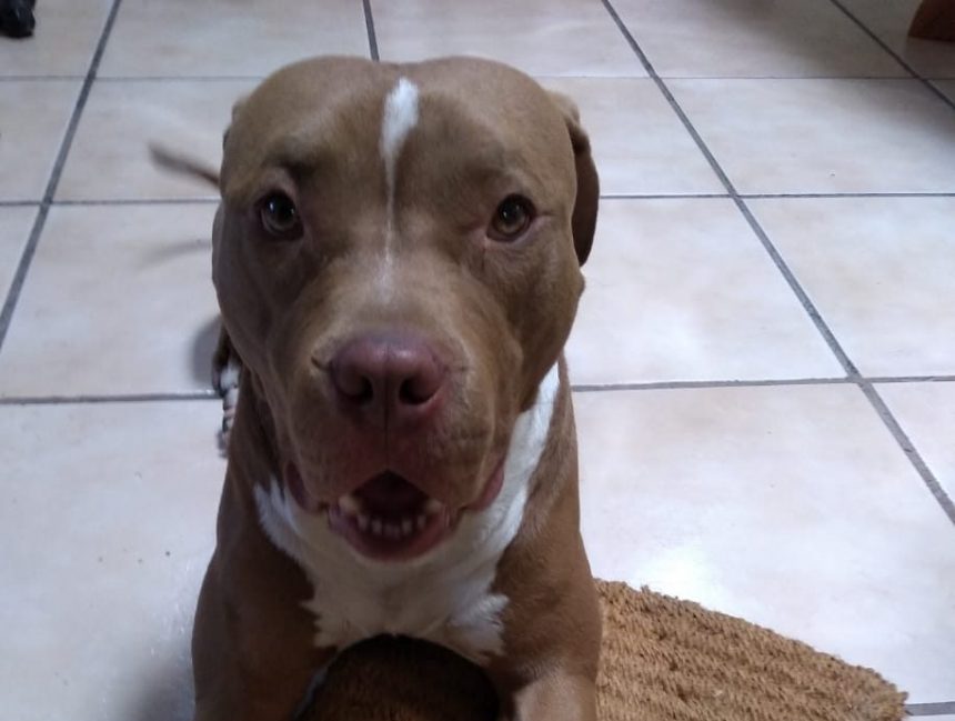 Ayúdanos a encontrar a Dexter; se perdió en San Pedro Cholula