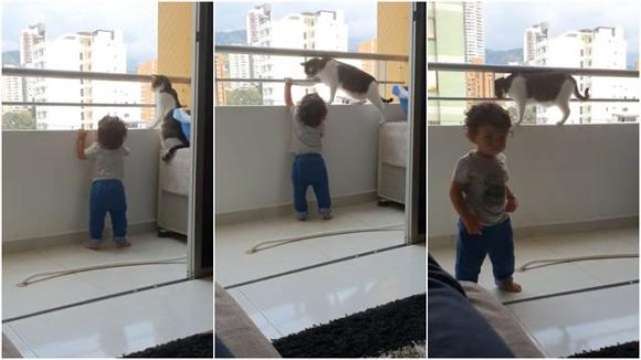 Gato evita que niño caiga por el balcón