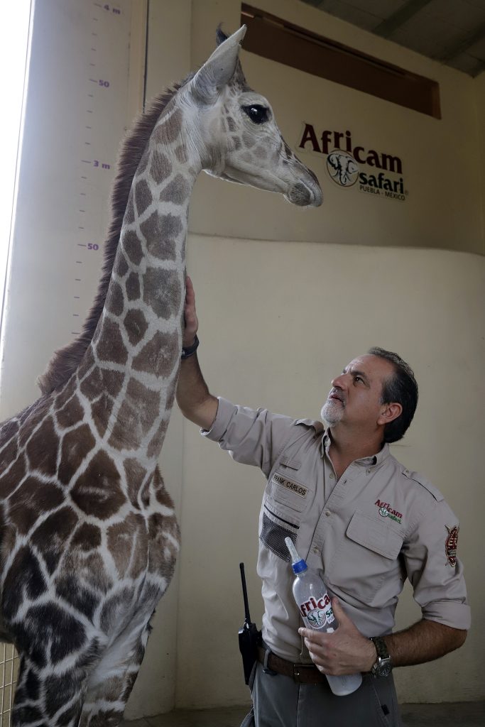 africam safari jirafa 449213