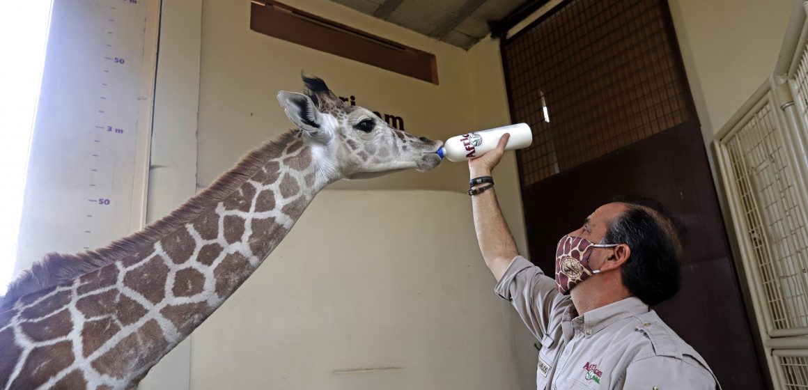 (FOTOS Y VIDEO) Jirafa bebé lista para reapertura de Africam Safari