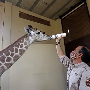 (FOTOS Y VIDEO) Jirafa bebé lista para reapertura de Africam Safari