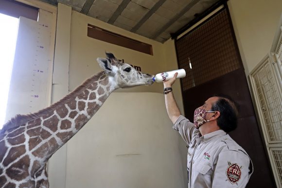 (FOTOS Y VIDEO) Jirafa bebé lista para reapertura de Africam Safari