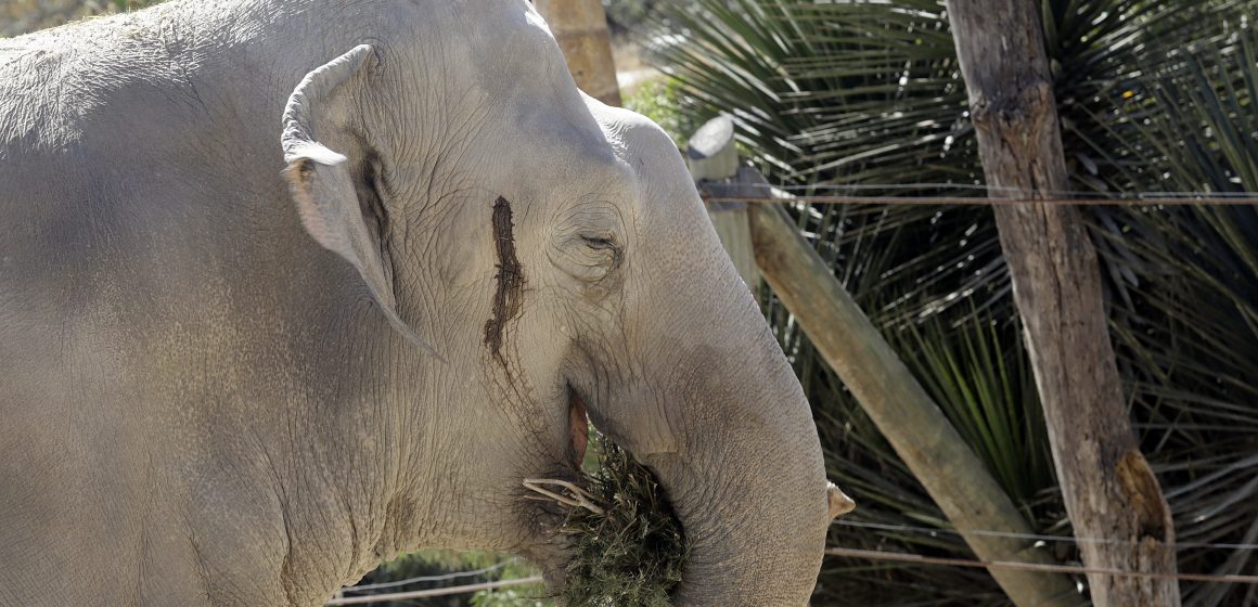 (FOTOS Y VIDEO) Africam Safari utiliza árboles de navidad como composta o alimentos para animales.