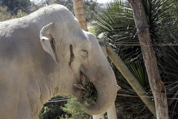 (FOTOS Y VIDEO) Africam Safari utiliza árboles de navidad como composta o alimentos para animales.