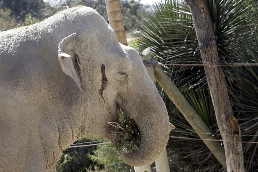 agencia-enfoque-450265 (FOTOS Y VIDEO) Africam Safari utiliza árboles de navidad como composta o alimentos para animales.