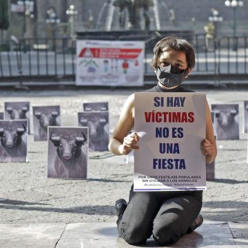 Firme la propuesta para prohibir corridas de toros y peleas de gallos en Puebla