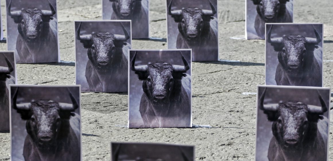 Prohibición de corridas de toros y peleas de gallos debe analizarse con objetividad