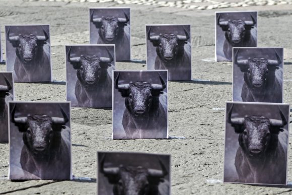 Prohibición de corridas de toros y peleas de gallos debe analizarse con objetividad