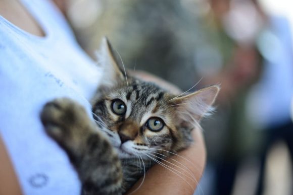 Ayuntamiento de Puebla invertirá 11.9 millones para dignificar Centro de Protección Animal Zona Sur