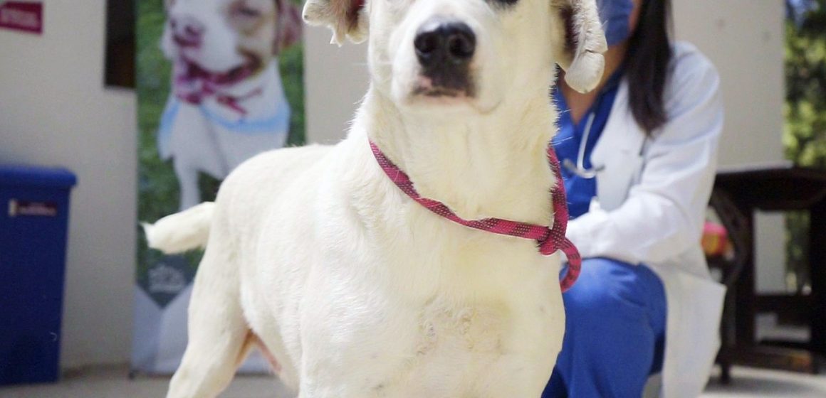 “Ningo”, perro que sufrió crueldad animal, se pondrá en adopción: Manrique