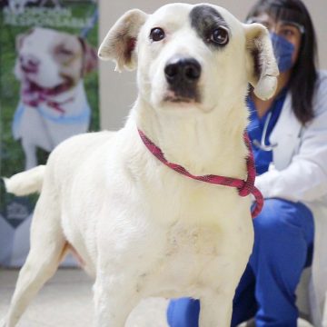 “Ningo”, perro que sufrió crueldad animal, se pondrá en adopción: Manrique