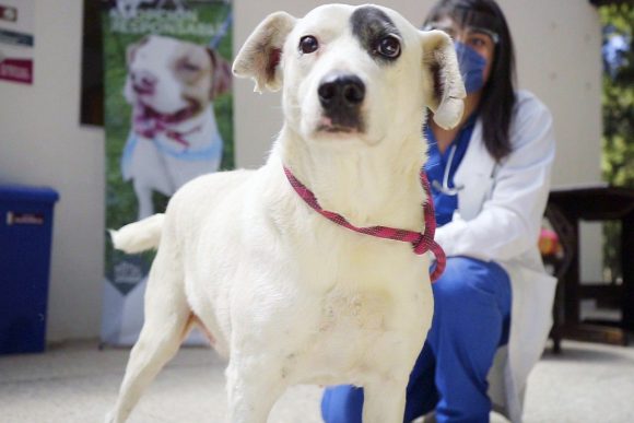 “Ningo”, perro que sufrió crueldad animal, se pondrá en adopción: Manrique