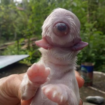 Nace cachorro sin nariz, con un solo ojo y 2 lenguas.