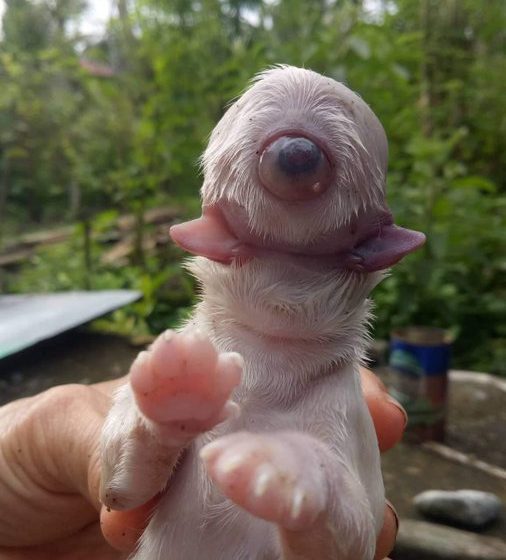 Nace cachorro sin nariz, con un solo ojo y 2 lenguas.