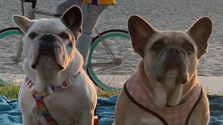 Recupera Lady Gaga a sus perros
