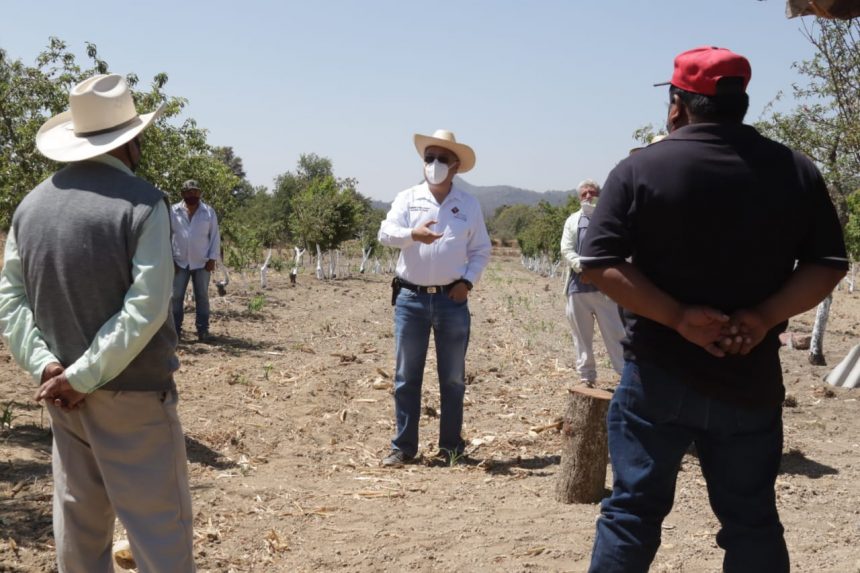 Productores de nuez de castilla buscan denominación de origen