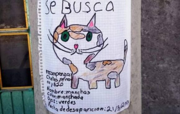 Pequeño busca a gato Manchas, ofrece Cheetos de recompensa