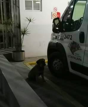 Viral. Tras correr tras ambulancia, suben a perrito con su dueño