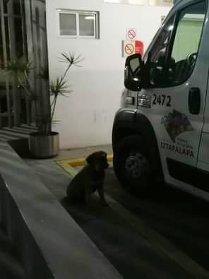 Viral. Tras correr tras ambulancia, suben a perrito con su dueño