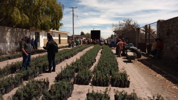 Fundaciones Grupo México y Granjas Carroll de México entregan árboles frutales a productores de Puebla