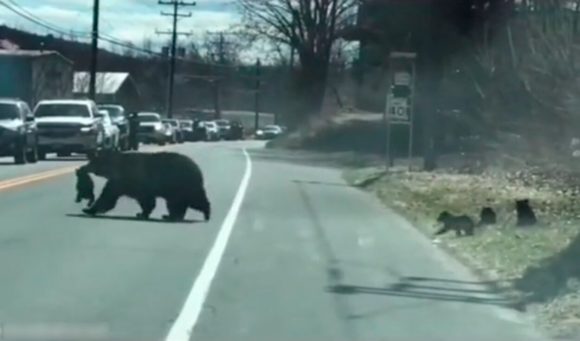 Viral. Mamá osa sufre al cruzar a sus crías en carretera