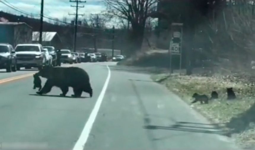 NF4Q5RGHZVAJ3II4L4N25YGHFM.png Viral. Mamá osa sufre al cruzar a sus crías en carretera