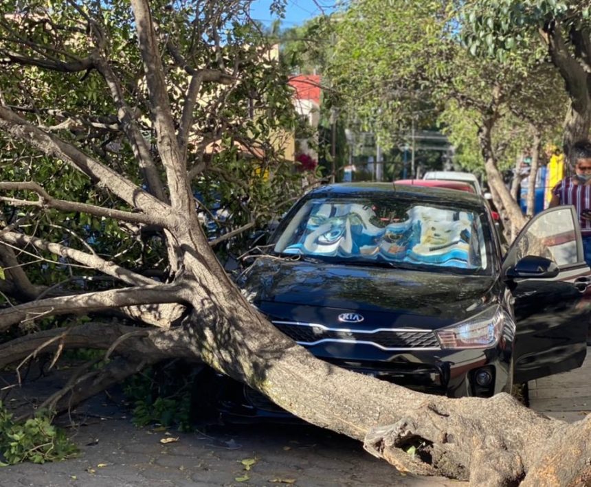 (FOTOS) Colapsa árbol y aplasta un KIA en la 6 Norte