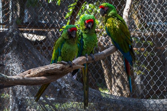 Flor del Bosque, una nueva oportunidad de vida para las especies