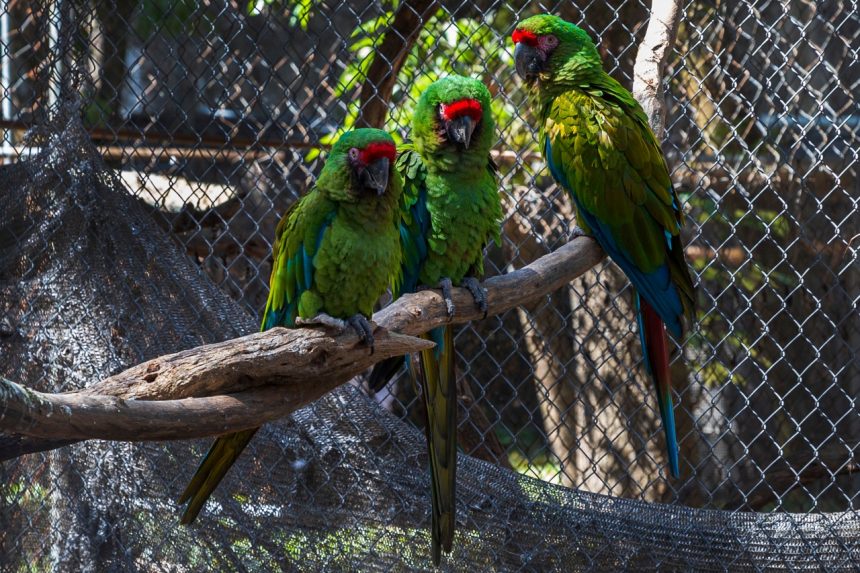 Flor del Bosque, una nueva oportunidad de vida para las especies