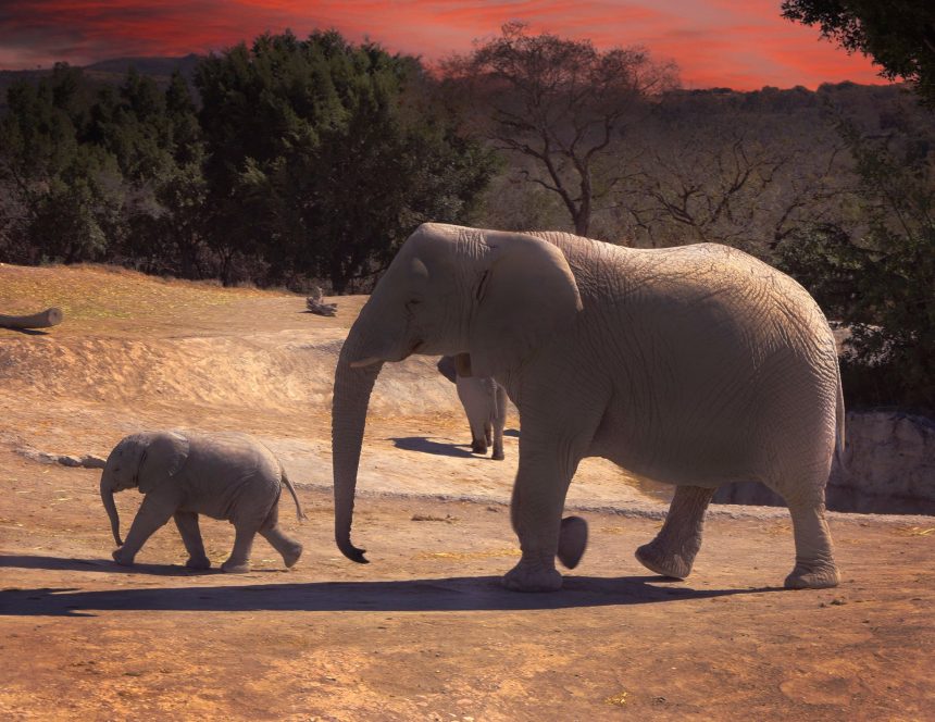 Hoy cumple 49 años Africam Safari