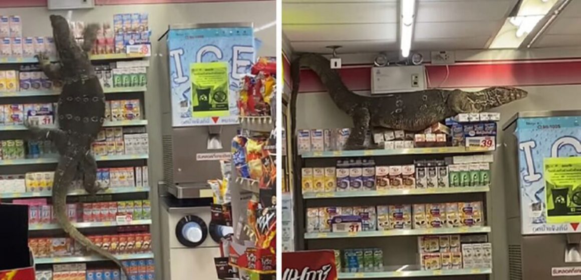 Lagarto siembra caos en supermercado