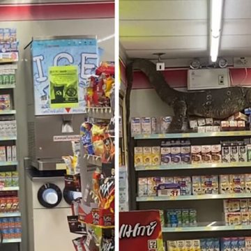 Lagarto siembra caos en supermercado