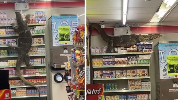 Lagarto siembra caos en supermercado