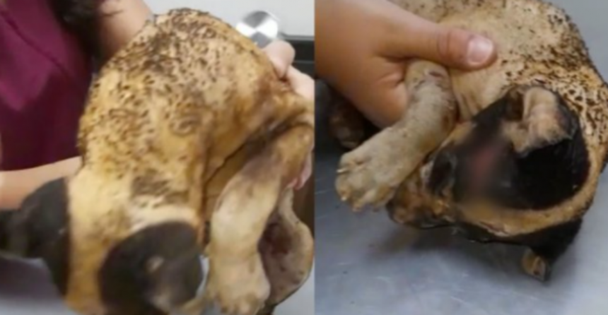 Huitzillin1 Queman vivo a cachorro de 3 meses por diversión, tuvieron que sacrificarlo