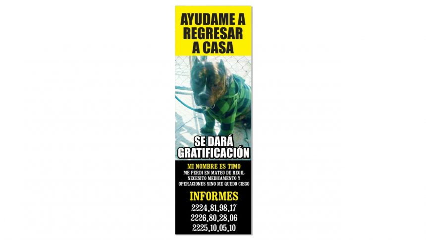 IMG-2021-04-28-at-13.18.16 (Servicio social) Perro extraviado en Zona de Mateo de Regil por Blvd carmelitas y 95 poniente