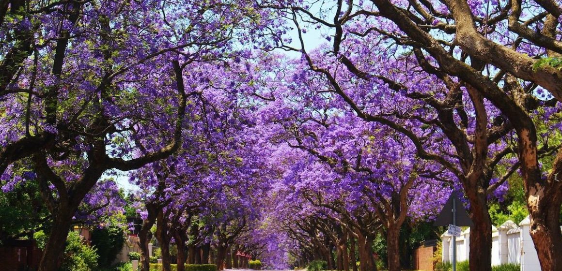 La jacaranda le da color a abril